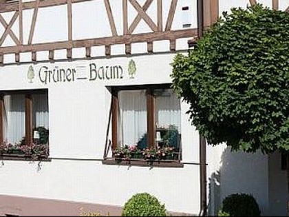 Foto: Gr&amp;uuml;ner Baum M&amp;ouml;sbach